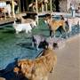 Paradise Ranch Pet Resort