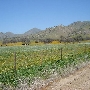Yokohl Valley