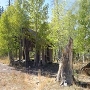 Aspens Near Highway 267 US Forest Service