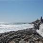 Sycamore Cove State Beach (SB) & Campground @ Point Mugu State Park (SP) - CFC