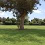 Mountain View Cemetery