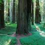Humboldt Redwoods State Park (SP) / Grieg-French-Bell Grove