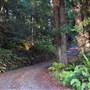 Mitchell Grove - Private Redwood Forest