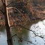 McConnell State Recreation Area (SRA)