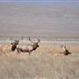 Tule Elk State Natural Reserve (SNR)