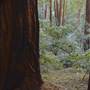 Butano State Park (SP)