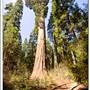Calaveras Big Trees State Park (SP)