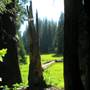 Calaveras Big Trees State Park (SP)
