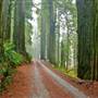 Jedediah Smith Redwoods State Park (SP) within the Redwood National and State Parks
