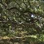 Los Osos Oaks State Natural Reserve (SNR)