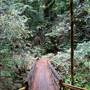 Armstrong Redwoods State Natural Reserve (SNR)