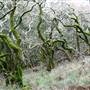 Olompali State Historic Park (SHP)