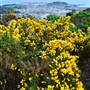 San Bruno Mountain State Park (SP)