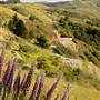 Mount Tamalpais State Park (SP)