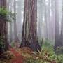 Prairie Creek Redwoods State Park (SP) within the Redwood National and State Parks