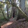 Richardson Grove State Park (SP)