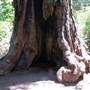 Big Basin Redwoods State Park (SP)