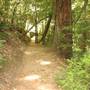 Big Basin Redwoods State Park (SP)