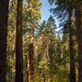 Calaveras Big Trees State Park (SP)