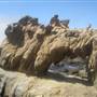 Salt Point State Park (SP)