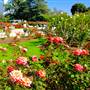 Exposition Park Rose Garden