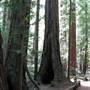 Armstrong Redwoods State Natural Reserve (SNR)