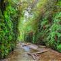 Prairie Creek Redwoods State Park (SP) within the Redwood National and State Parks