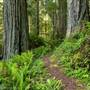 Jedediah Smith Redwoods State Park (SP) within the Redwood National and State Parks
