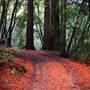 Samuel P. Taylor State Park (SP)