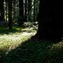 Hendy Woods State Park (SP)