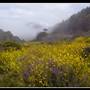 Sinkyone Wilderness State Park (SP)