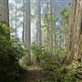 Del Norte Coast Redwoods State Park (SP) within the Redwood National and State Parks