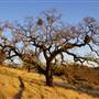 Henry W. Coe State Park (SP)