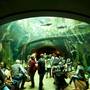 California Academy of Sciences