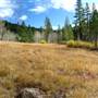 Aspens Near Highway 267 US Forest Service