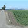 Castroville