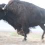 Ridge Route Ranch
