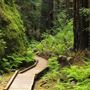 Montgomery Woods State Natural Reserve (SNR)