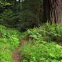 Navarro River Redwoods State Park (SP)