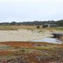 Haul Road Coastal Trail (MacKerricher State Park)