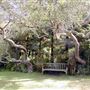 The Bodega Bay Secret Gardens - fka Compass Rose Garden