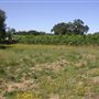 Olivet Grange Vineyard