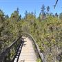 Van Damme State Park (SP) / Beach / Pygmy Forest / Fern Canyon Trail / Spring Ranch Trail