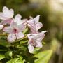 Van Damme State Park (SP) / Beach / Pygmy Forest / Fern Canyon Trail / Spring Ranch Trail
