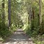 Van Damme State Park (SP) / Beach / Pygmy Forest / Fern Canyon Trail / Spring Ranch Trail