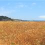 Mendocino Headlands State Park (SP)