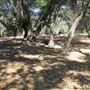 Placerita Canyon State Park (SP) / Placerita Canyon Natural Area / Placerita Nature Center