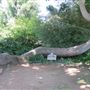 South Coast Botanic Garden