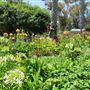 South Coast Botanic Garden