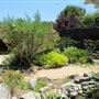 South Coast Botanic Garden